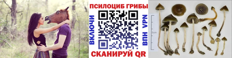 Псилоцибиновые грибы прущие грибы  Шагонар 